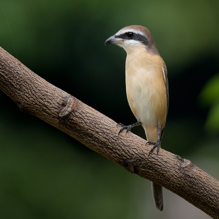 Brown Shrike (Brown) - ML206128451