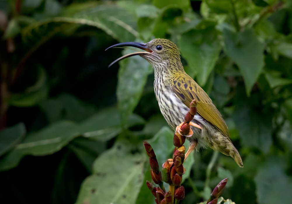 Streaked Spiderhunter - ML206128621