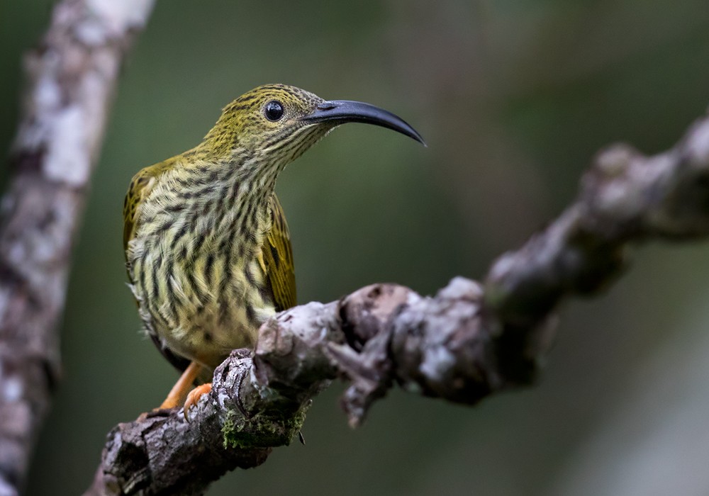 Streaked Spiderhunter - ML206128631