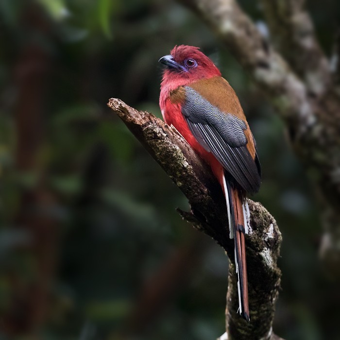 Red-headed Trogon - Lars Petersson | My World of Bird Photography