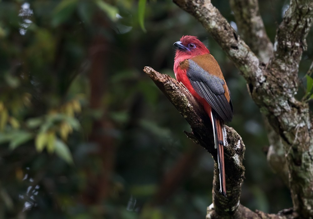 Trogon à tête rouge - ML206128701