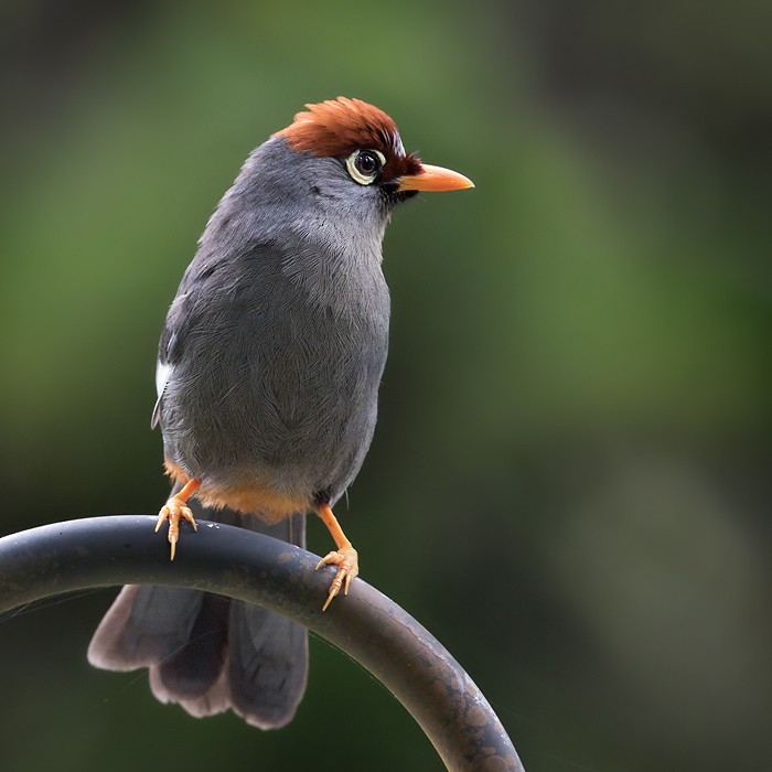 Chestnut-capped Laughingthrush - ML206128741