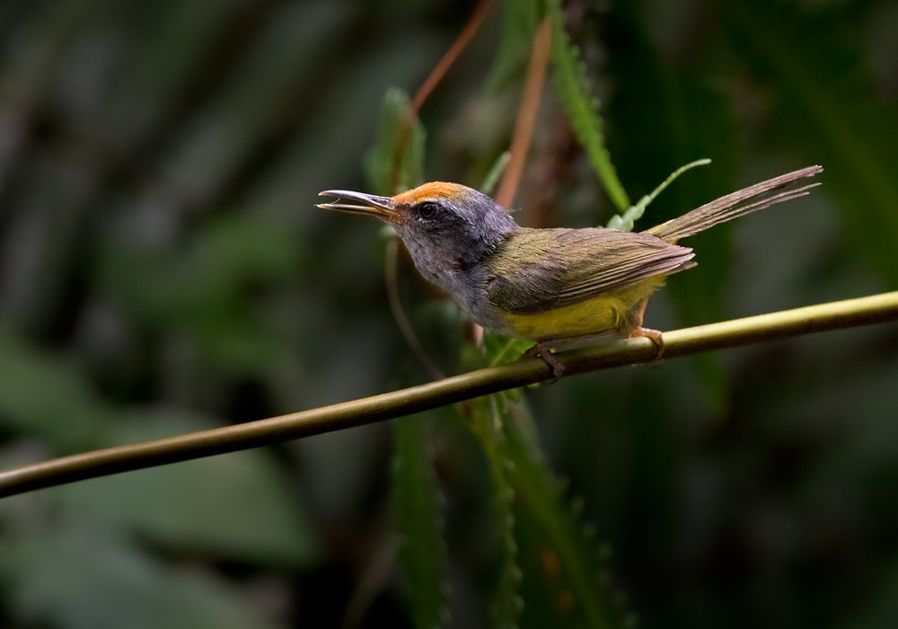 Mountain Tailorbird - ML206128761