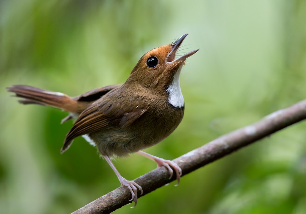 Rufous-browed Flycatcher - ML206128791