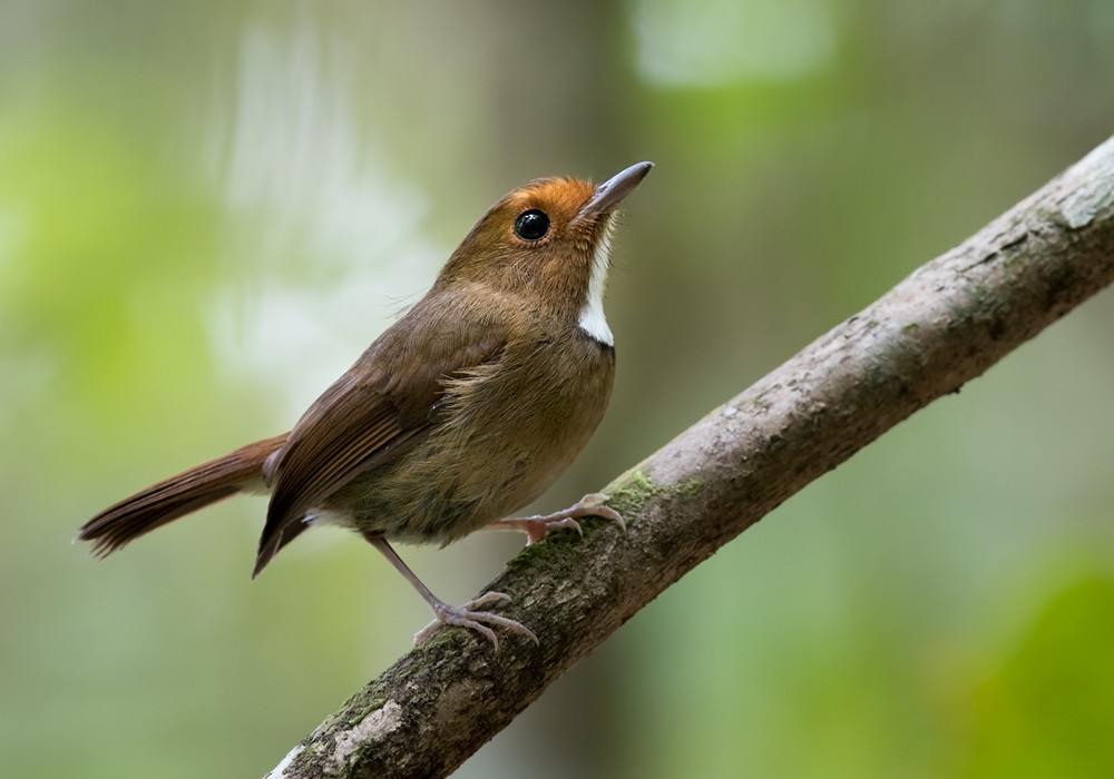 Rufous-browed Flycatcher - ML206128801