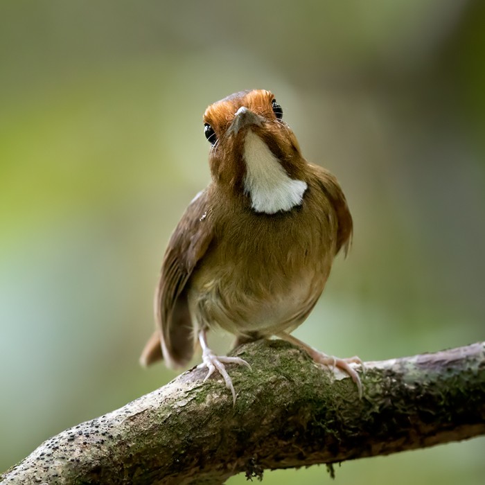 Rufous-browed Flycatcher - ML206128811