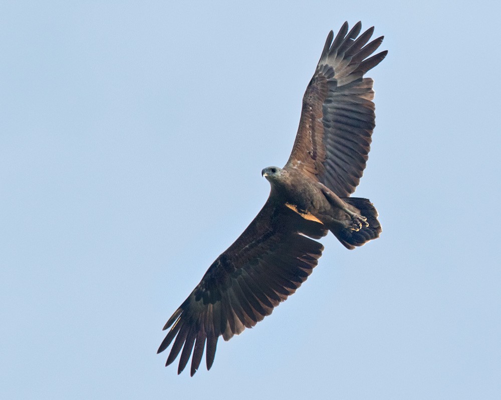 Sanford's Sea-Eagle - ML206128831