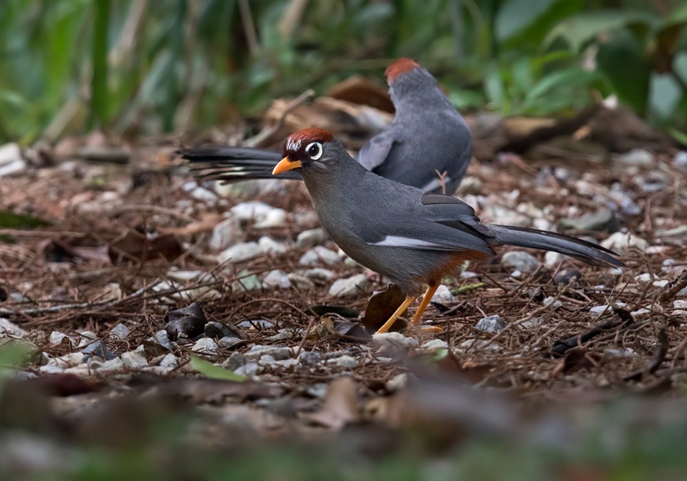 Chestnut-capped Laughingthrush - ML206128851