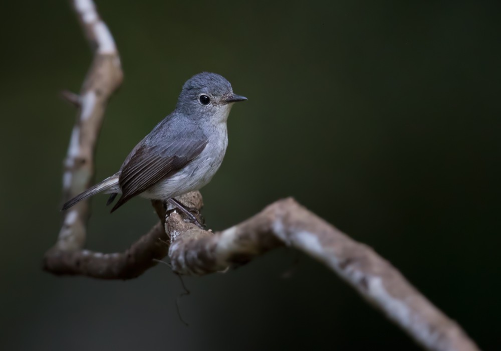 Little Pied Flycatcher - ML206128871