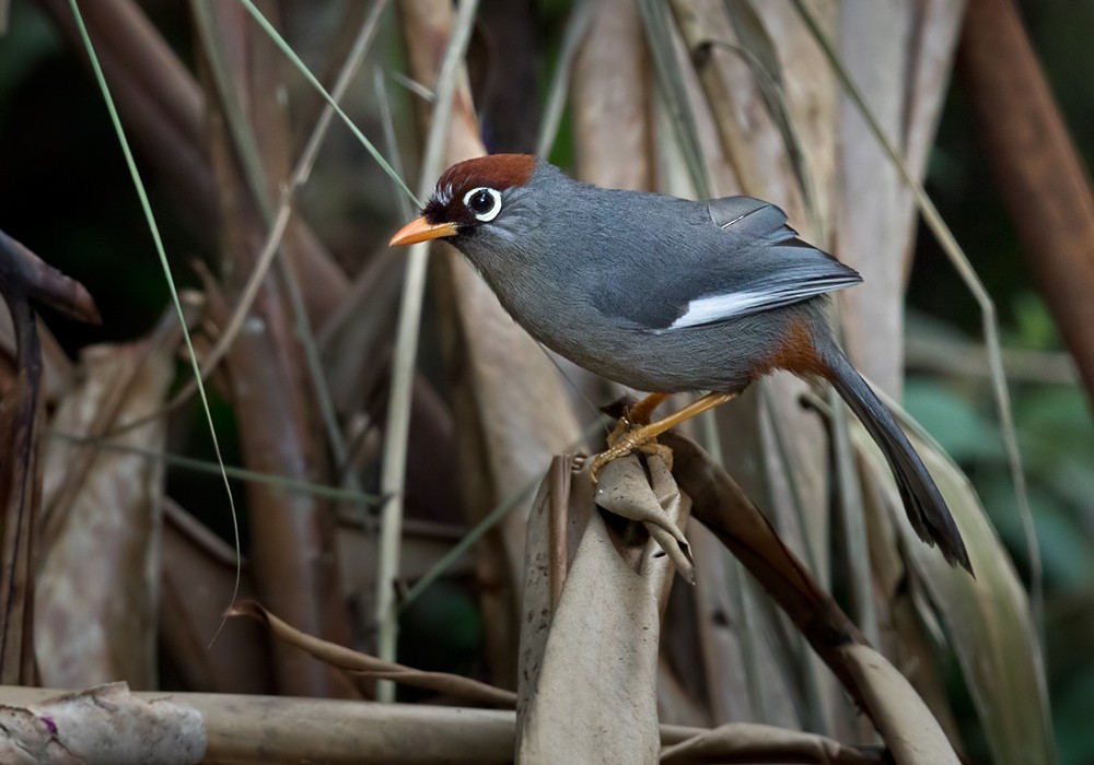 Chestnut-capped Laughingthrush - ML206128881