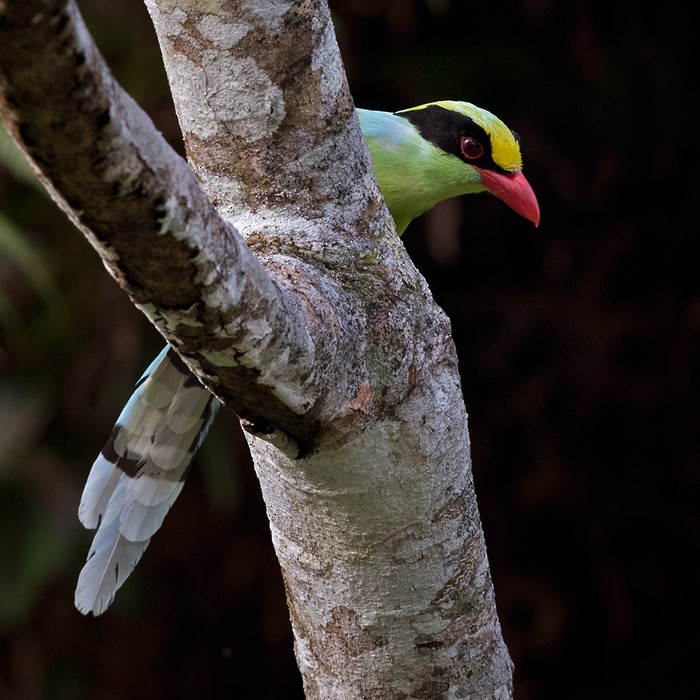 Common Green-Magpie (Common) - ML206128901