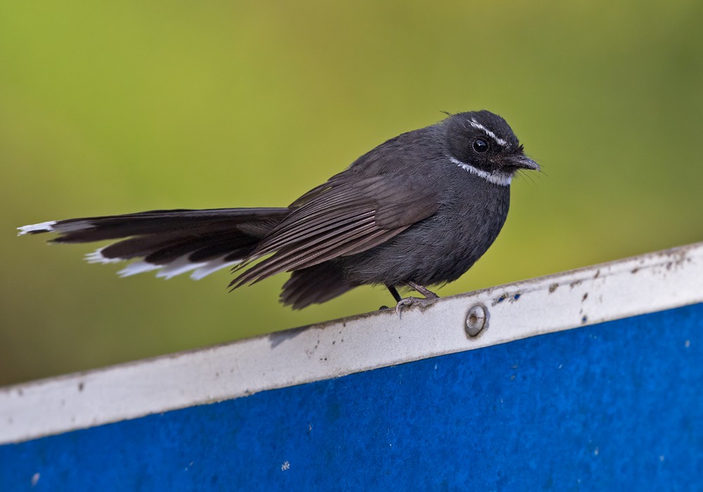 White-throated Fantail - ML206128911