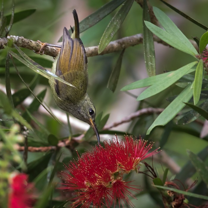 Black-throated Sunbird - Lars Petersson | My World of Bird Photography