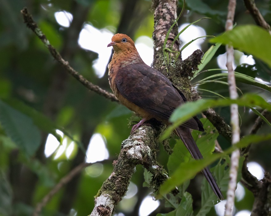 Little Cuckoo-Dove - ML206128931