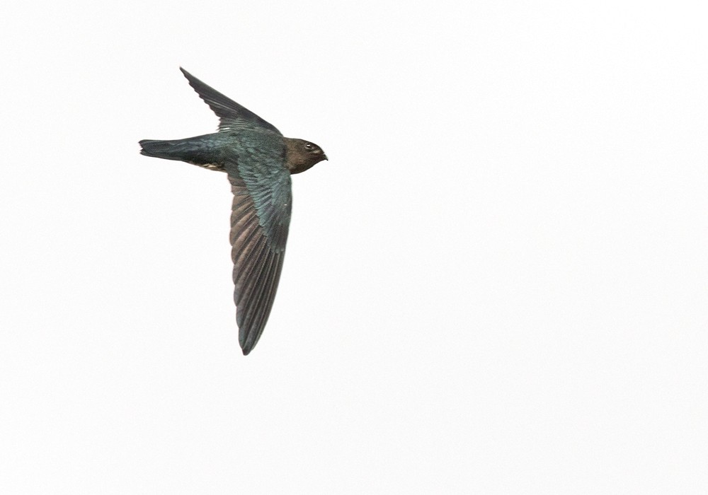 Plume-toed Swiftlet - Lars Petersson | My World of Bird Photography