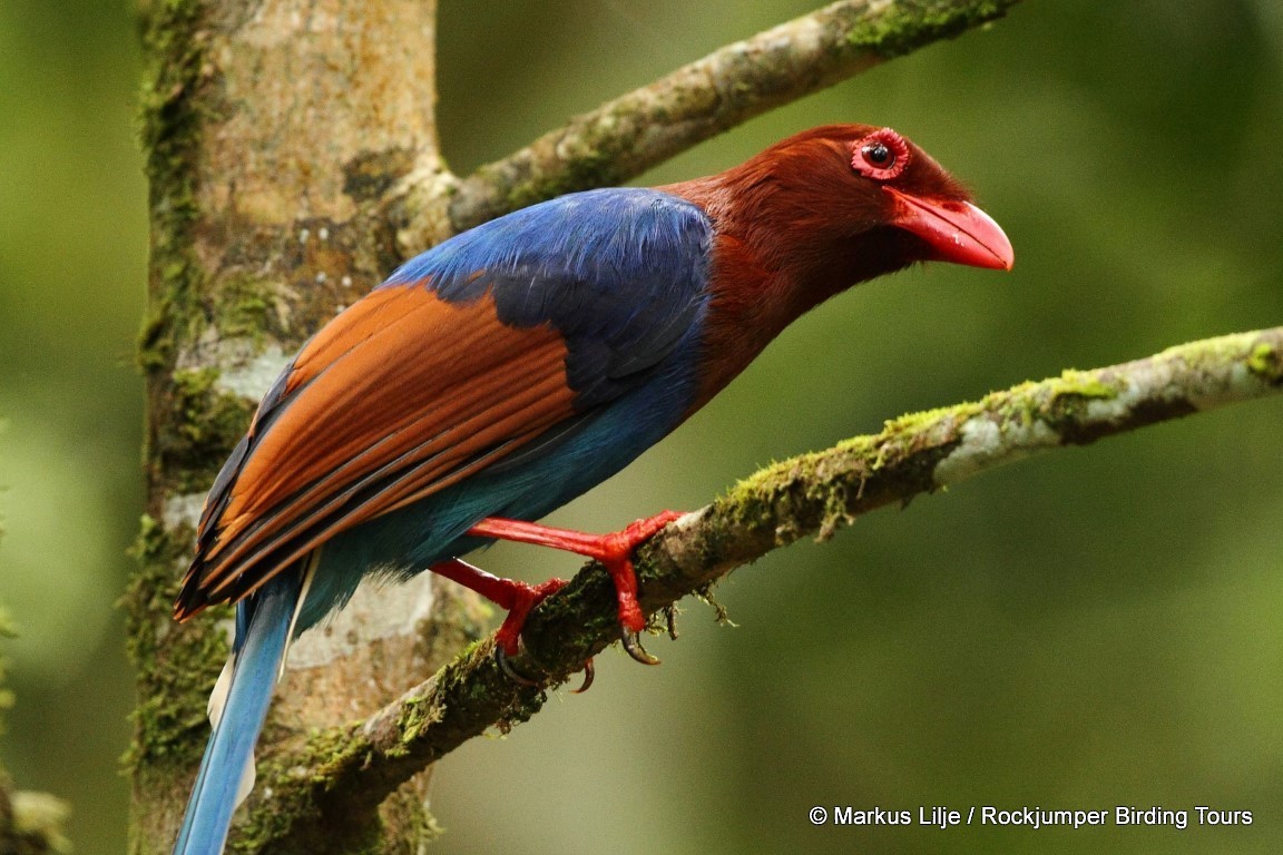 Sri Lanka Blue-Magpie - ML206129001