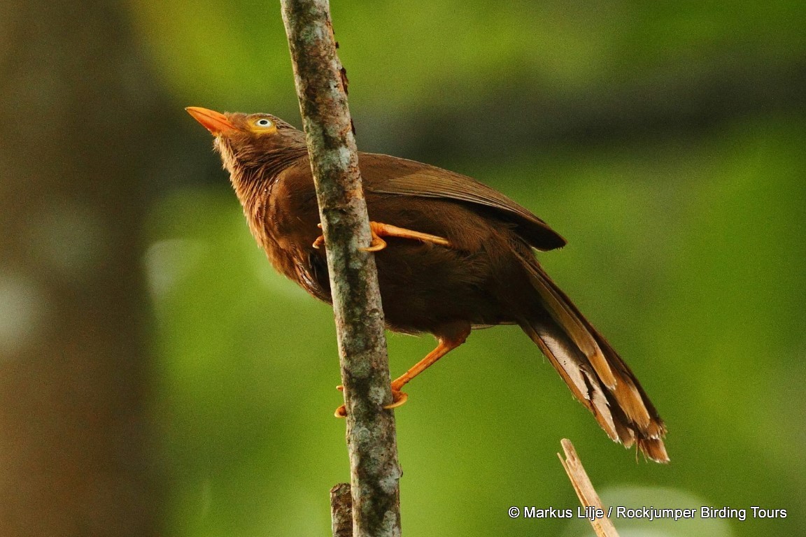 Orange-billed Babbler - ML206129011