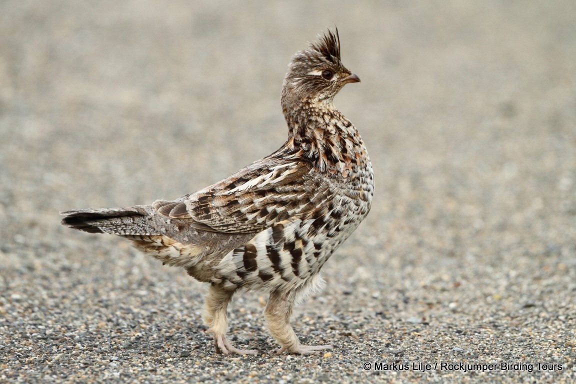Ruffed Grouse - ML206129111