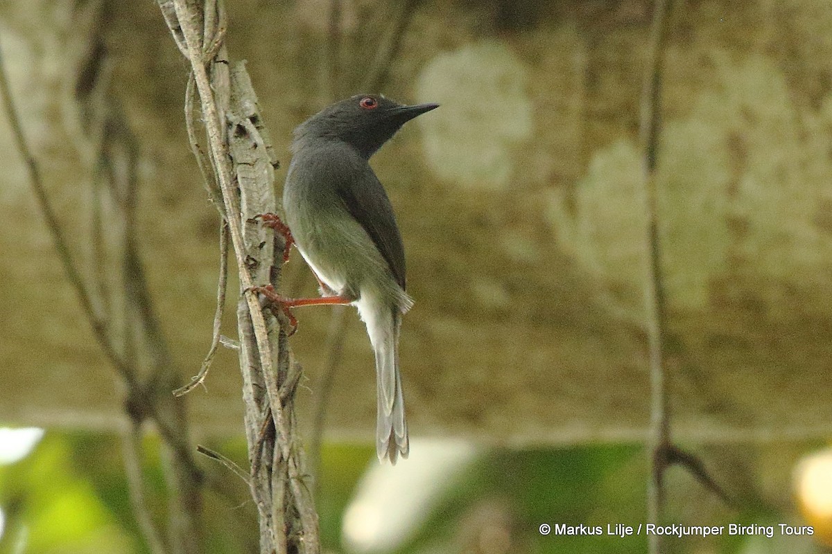 Apalis de Sharpe - ML206129281