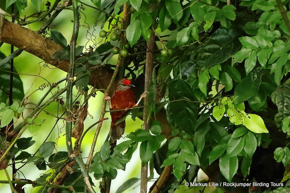 Red-fronted Antpecker - ML206129301