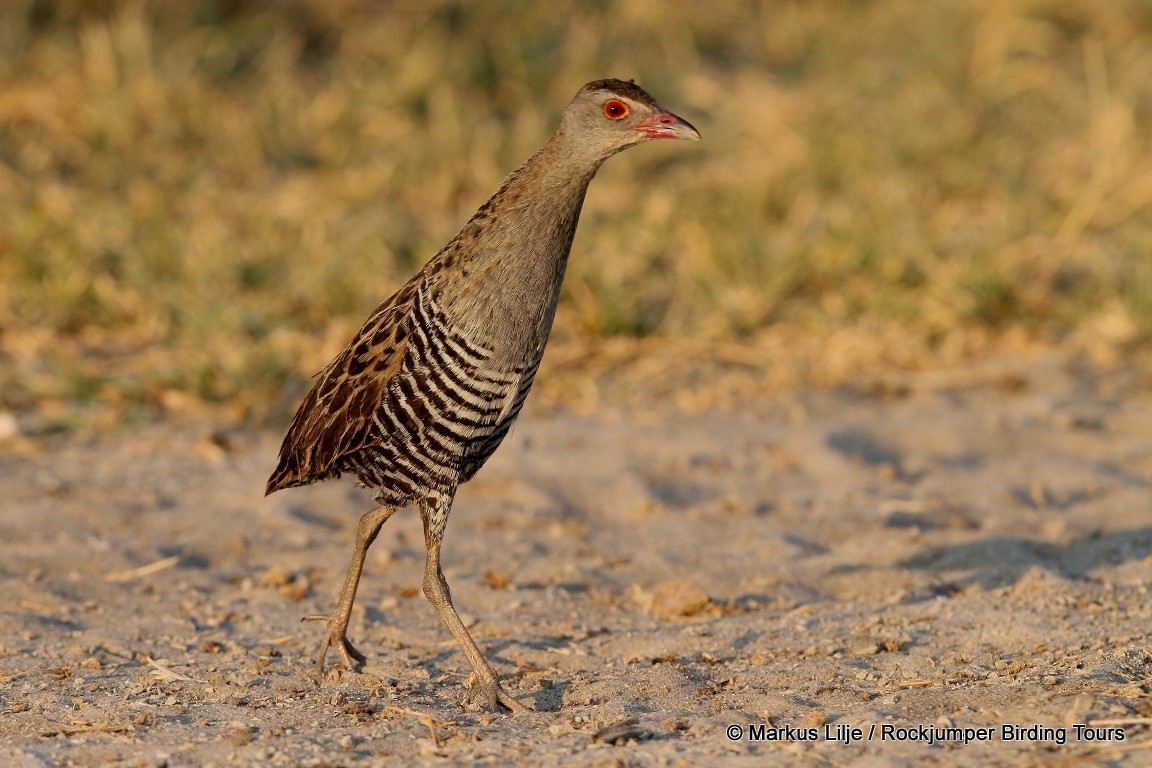 African Crake - ML206129331