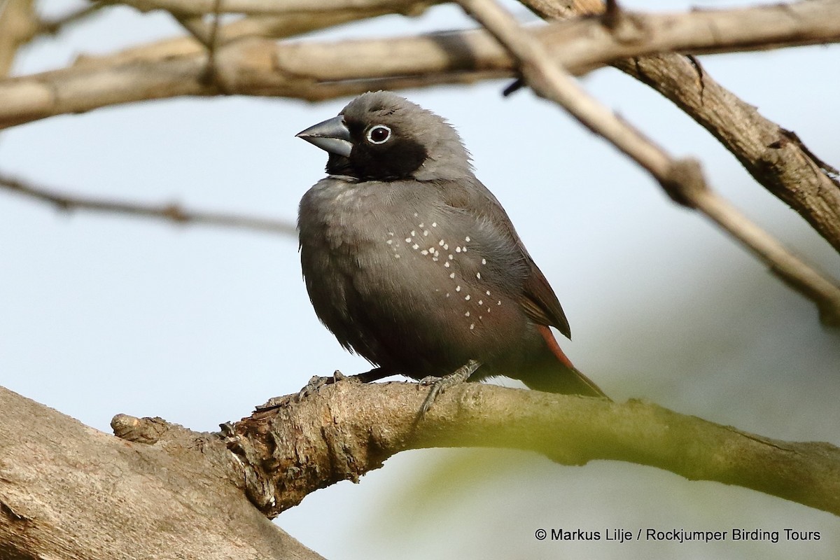 Black-faced Firefinch (Gray) - Markus Lilje