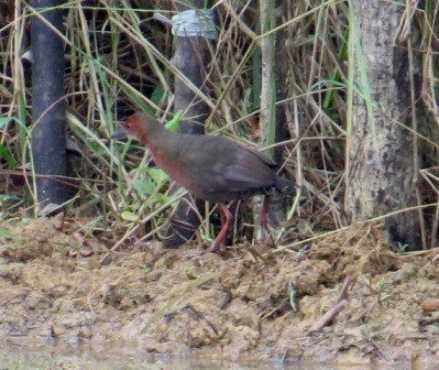 Ruddy-breasted Crake - ML206129631