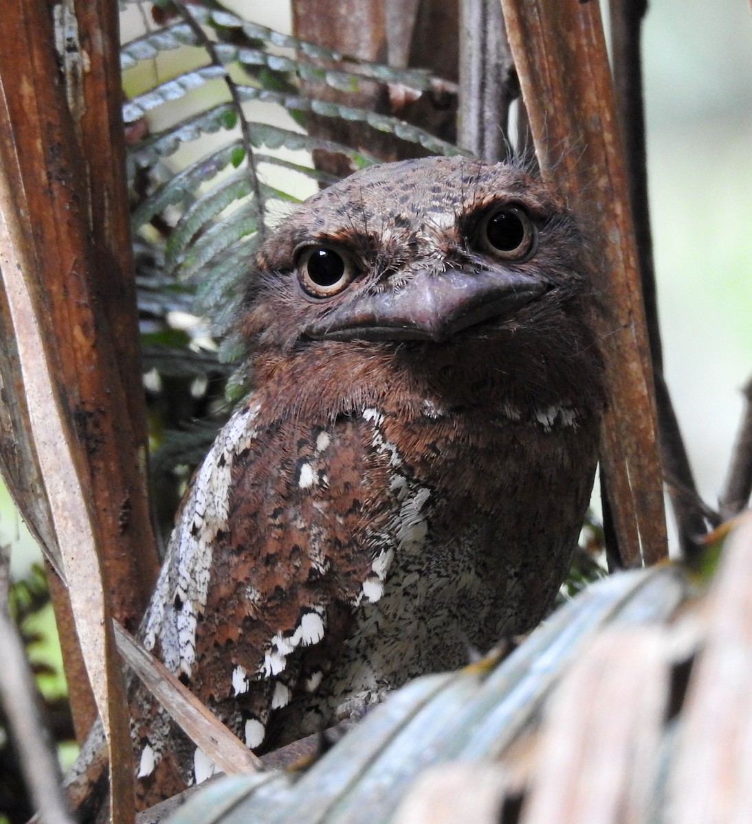 Sri Lanka Frogmouth - ML206129871