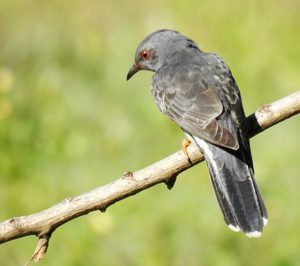 Gray-bellied Cuckoo - ML206129931