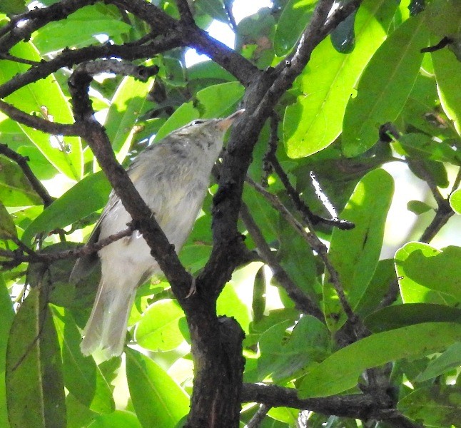 Large-billed Leaf Warbler - ML206130111