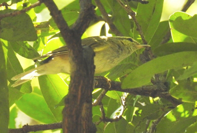 Large-billed Leaf Warbler - ML206130121