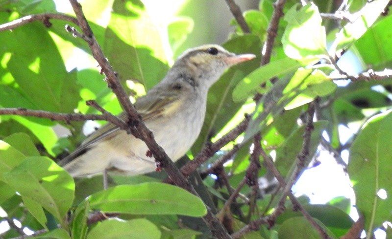 Large-billed Leaf Warbler - ML206130131