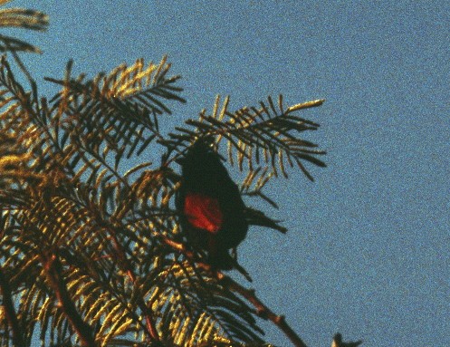Crested Bunting - ML206130241