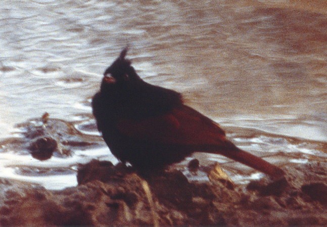 Crested Bunting - Anonymous