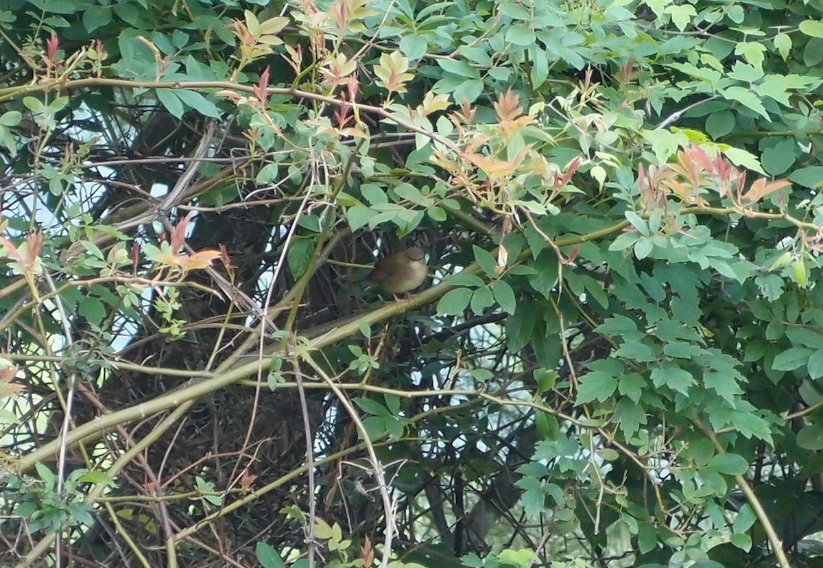 Sichuan Bush Warbler - ML206130291