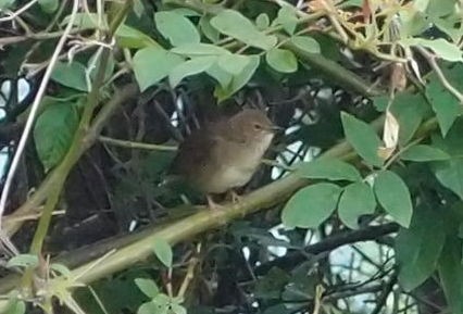 Sichuan Bush Warbler - ML206130301