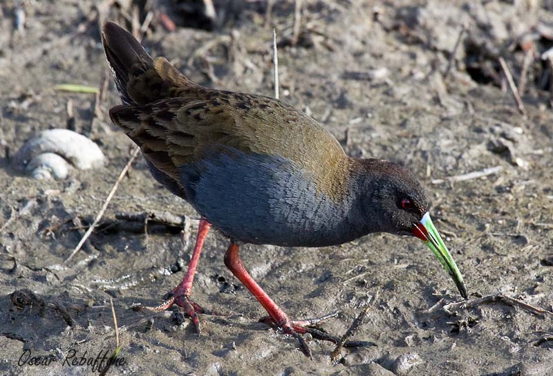 Plumbeous Rail - ML206130321