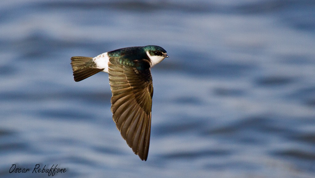 White-rumped Swallow - ML206130331