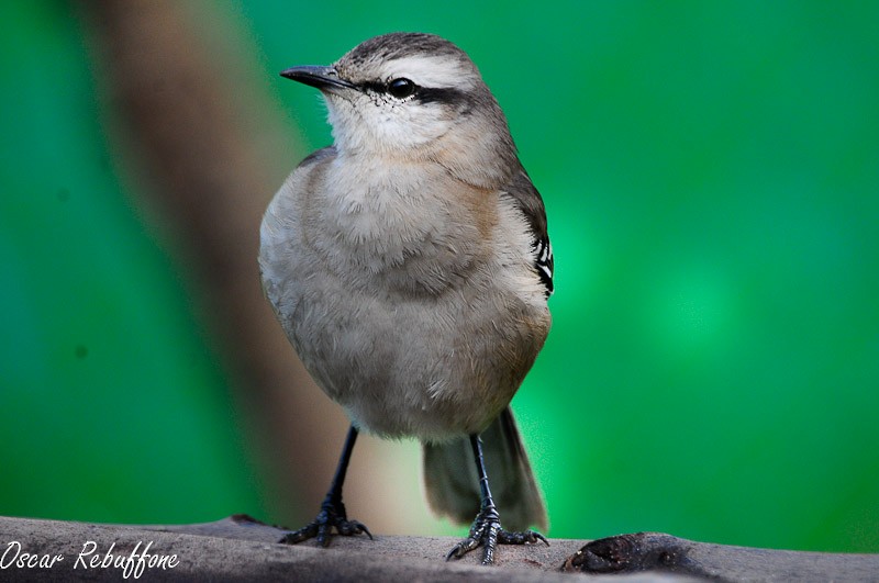 Chalk-browed Mockingbird - ML206130371