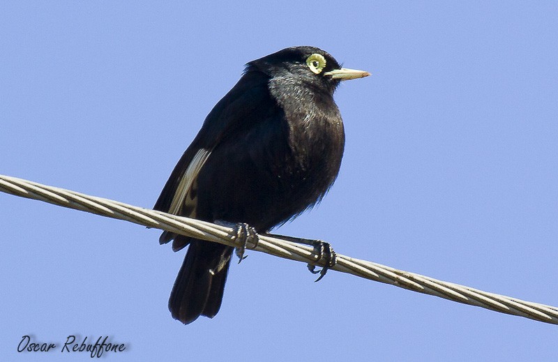 Spectacled Tyrant - ML206130381