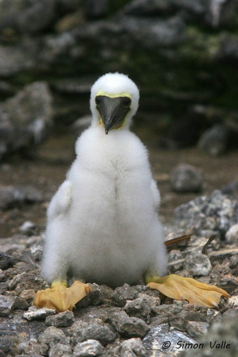 Brown Booby (Atlantic) - ML206130611