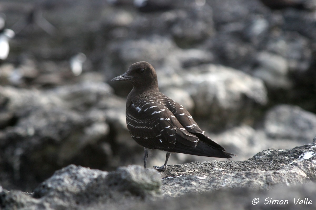 Sooty Tern - ML206130641