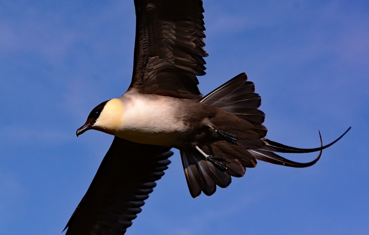 Long-tailed Jaeger - ML206131031