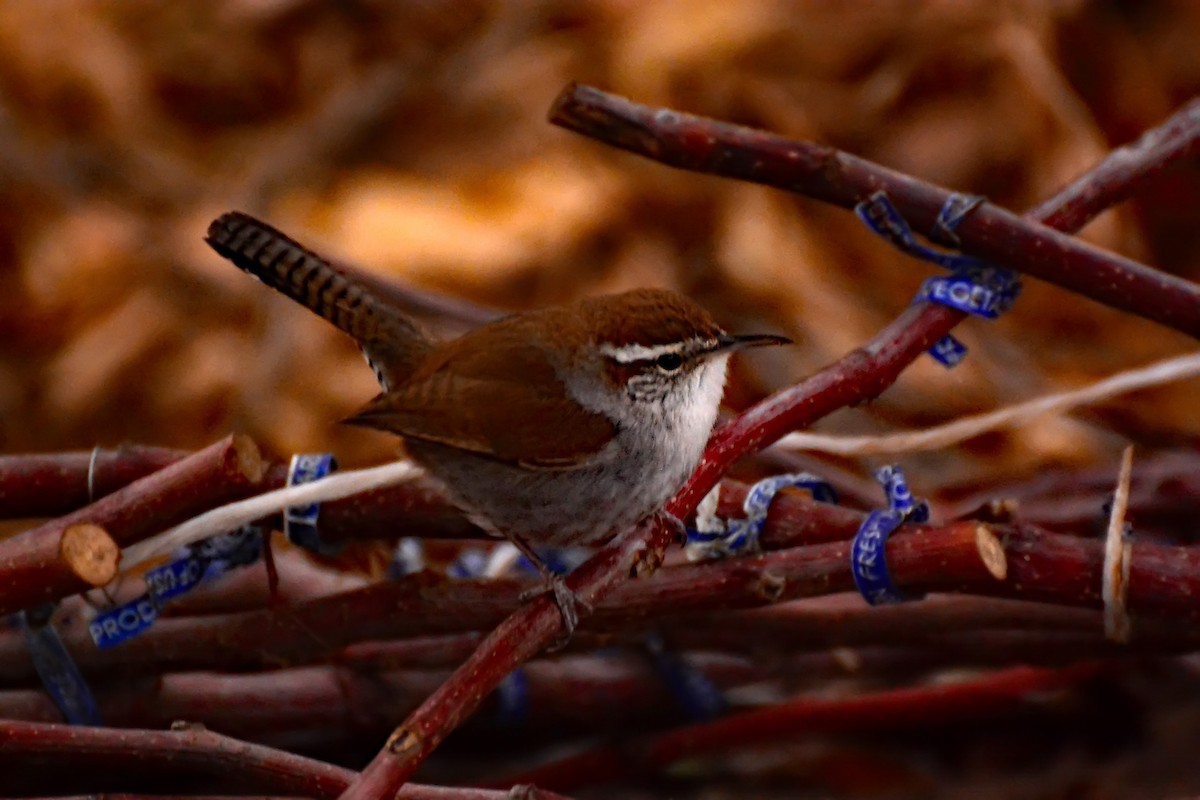 Bewick's Wren (spilurus Group) - Mike Ross