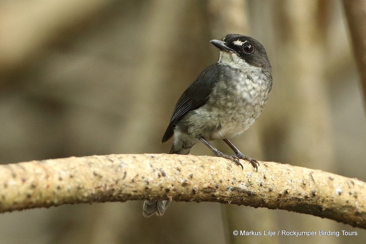 White-browed Forest-Flycatcher - Markus Lilje