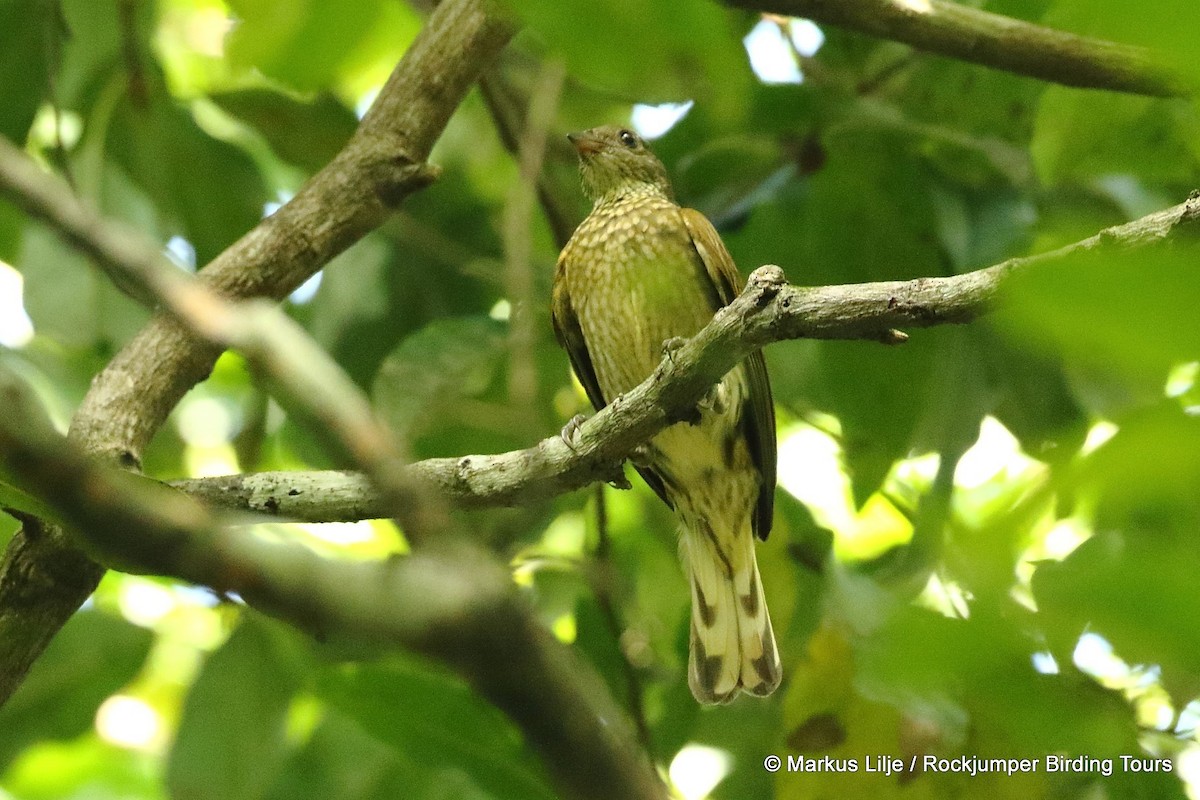 Spotted Honeyguide - Markus Lilje