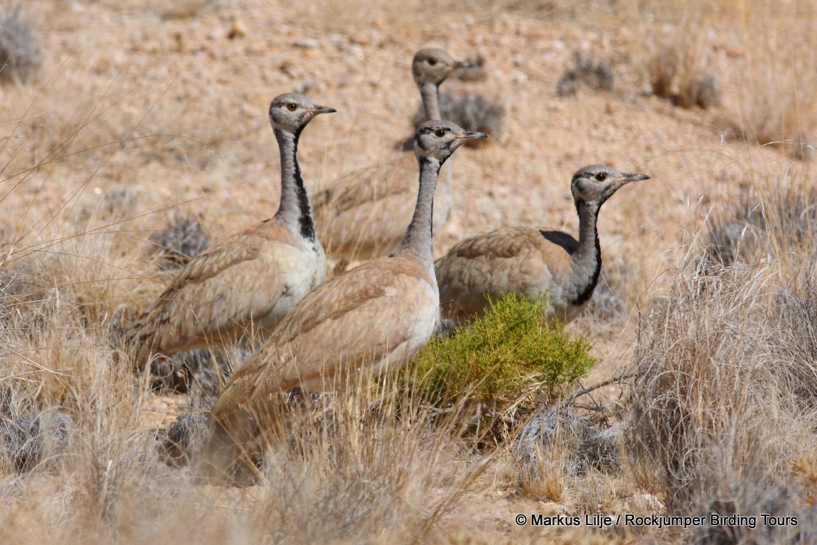 Rüppell's Bustard - ML206131501