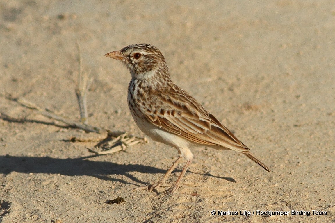 Madagascar Lark - ML206131521