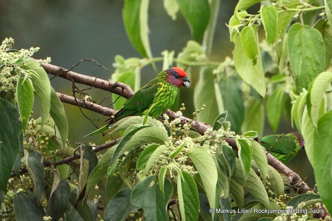 Goldie's Lorikeet - ML206131551