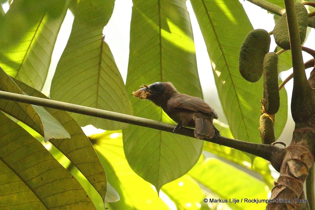 Bristle-nosed Barbet - ML206131611